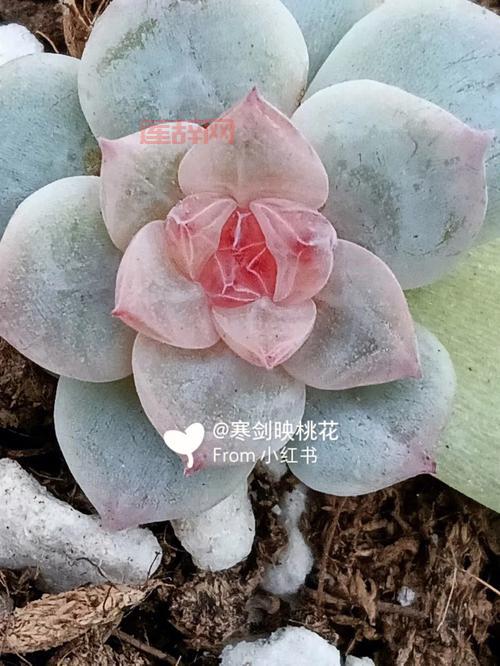 梦幻诛仙2苍羽阁技能加点：冰魄寒毒箭必点！