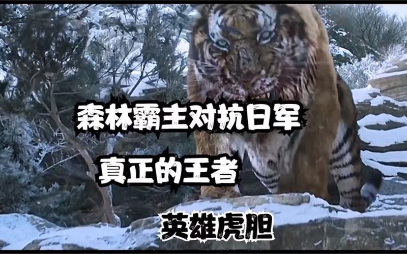 森林之王是谁？解读老虎称霸自然界的原因