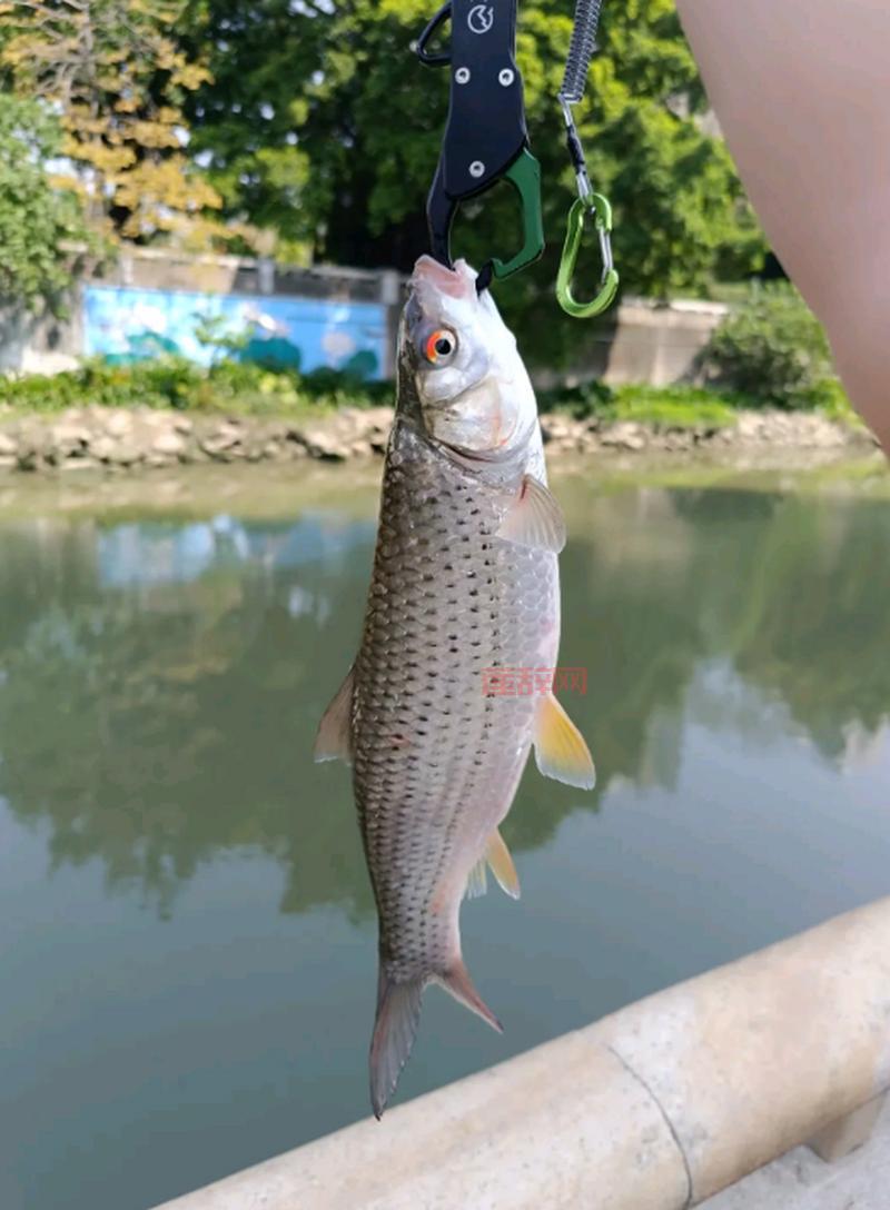 老玩家分享梦幻钓鱼技巧，让你每次都满载而归