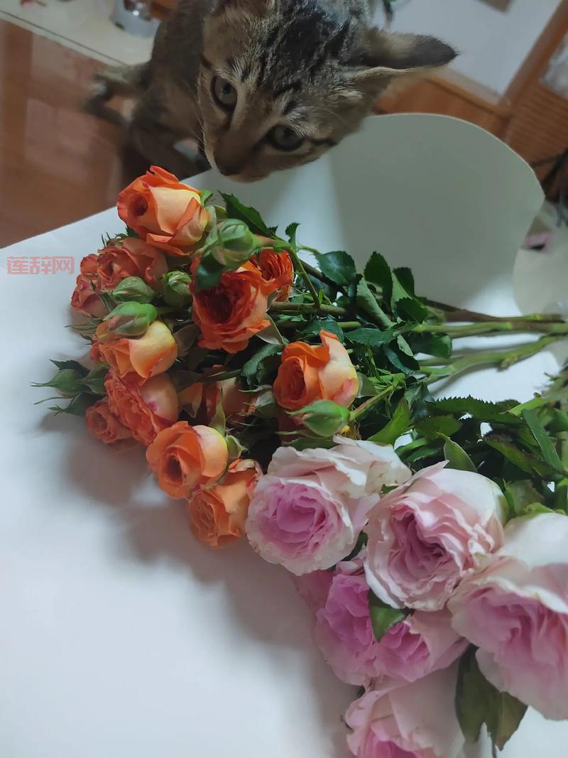 冥皇颠覆科举答案，背后的故事令人震惊！