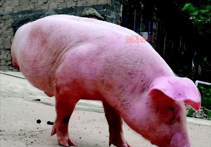 冥皇颠覆科举答案，背后的故事令人震惊！