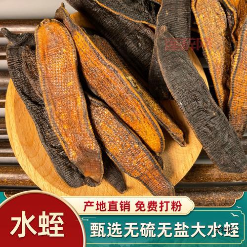 什么是蚂蝗？深入了解水蛭的特性与药用价值