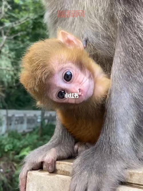 东张西望的动物：揭开老鼠与猴子的秘密