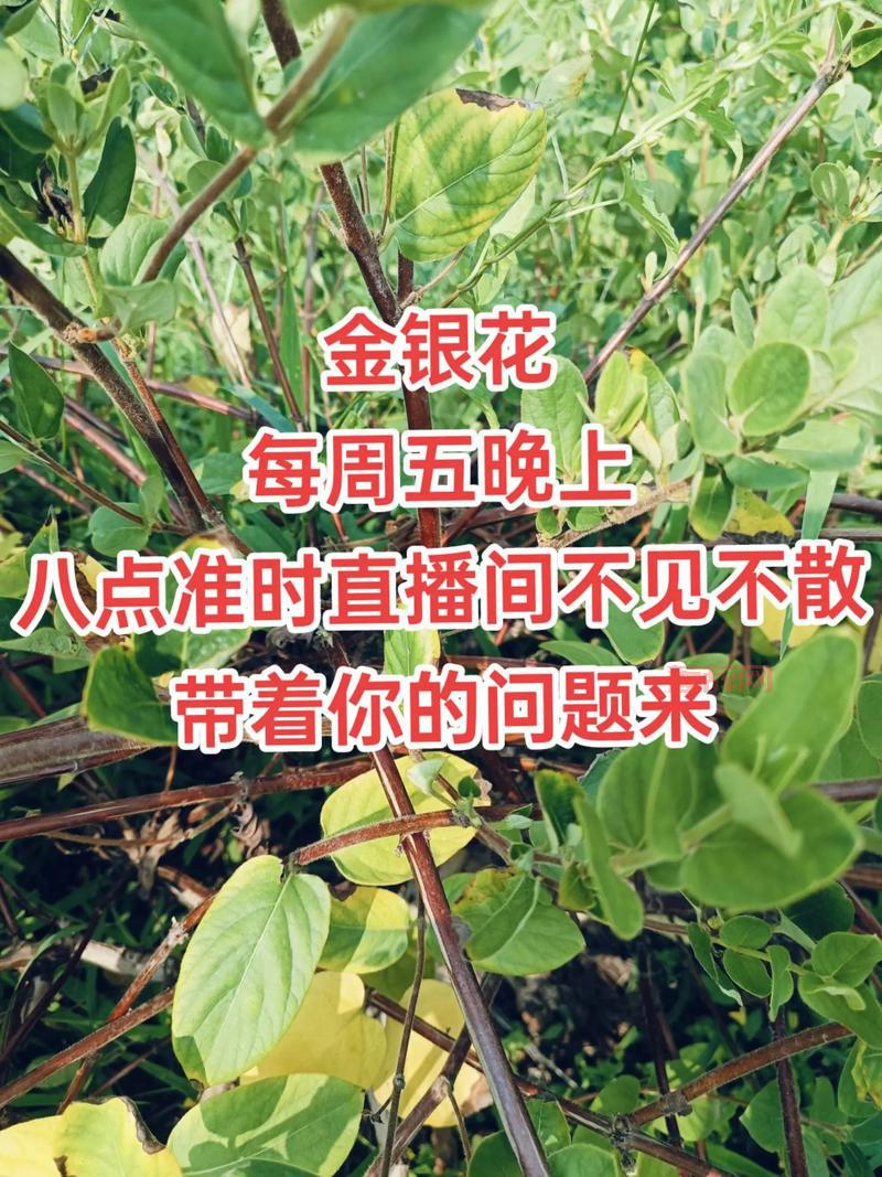 梦幻西游钓鱼大赛举办时间大揭秘，周四晚上不见不散哦！