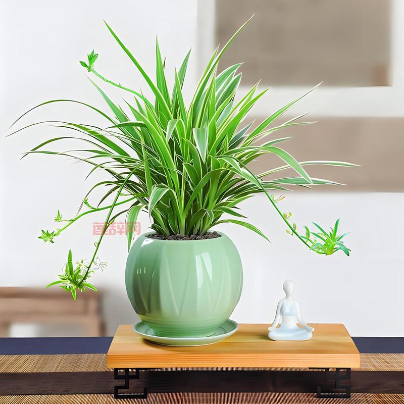 斗战神狐狸最适合的系别推荐，助你轻松上手！