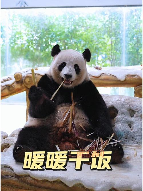 熊猫暖暖首次亮相，吸引全球关注与喜爱