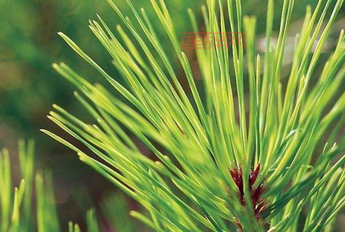 松树叶子像什么？解密松树叶子的独特形态！