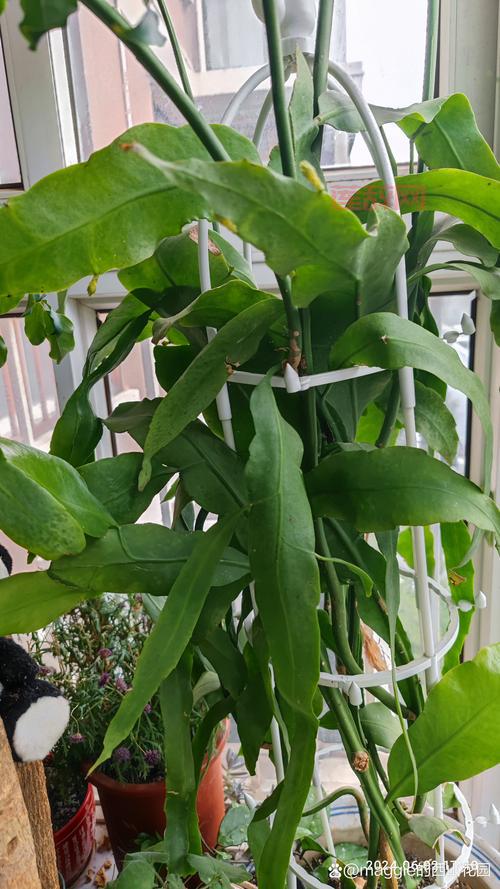 逆水寒此间的老叶找不到？教你一招找到体重下降最快的老叶！