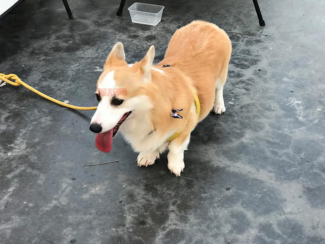 想看阿努比斯摇原版？这只埃及猫不高兴的秘密都在这！