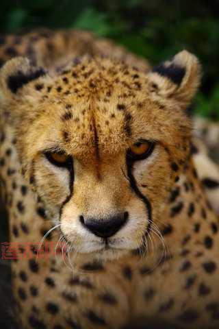 疯狂猜成语豹子中的管中窥豹成语详解