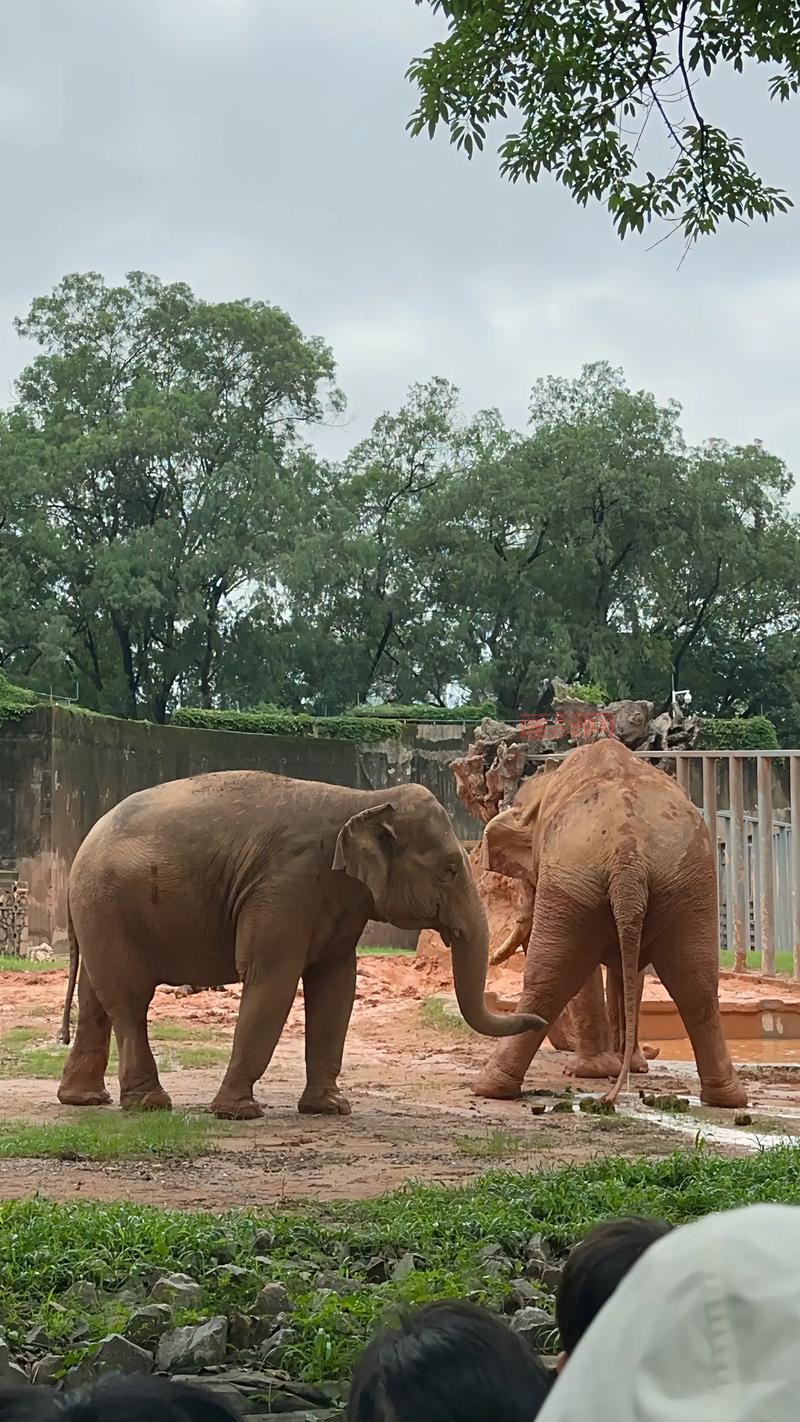 狮子瘦弱引发关注，动物园解释原因并安排特别照护