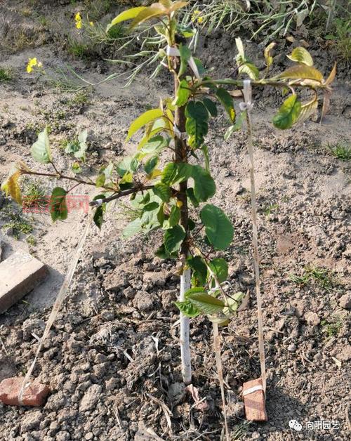 樱桃是先开花再长叶的原因解析