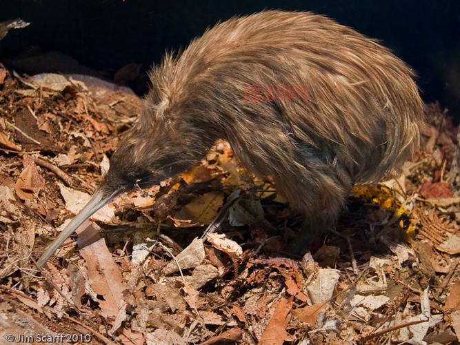 无翼鸟大全：了解世界上最神奇的无翼鸟物种