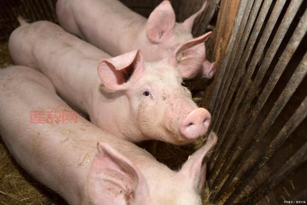 双头猪能活多久？为你揭秘这种罕见动物的寿命！