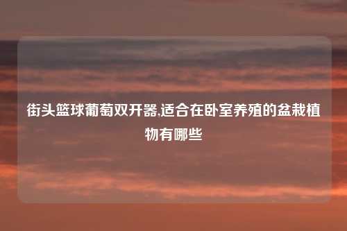 街头篮球葡萄双开器,适合在卧室养殖的盆栽植物有哪些